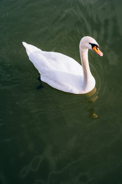 Graceful swans