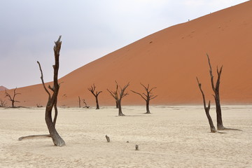 Fototapeta na wymiar Sossusvlei: dead acacia trees in the Namib Desert, Namibia