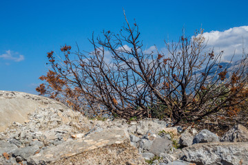 Dry bush in the mountains of Montenegro