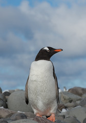 Gentoo penguin standing on the rocky beach with blue sky and clouds in background, South Sandwich Islands, Antarctica