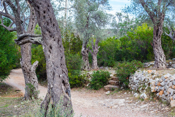 Fototapeta na wymiar Olive grove in Montenegro