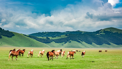 Fototapeta na wymiar Wild horses in valley near Castelluccio, Umbria, Italy