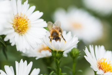 busy honey bee collecting pollen from white flowers in organic country garden