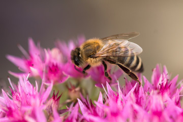 detail of honey bee on purple flower in organic sustainable country garden