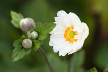 single white anemone flower blossom and bud in the summer garden