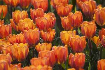 Gordijnen oranje tulpen © katinkakrijgsman