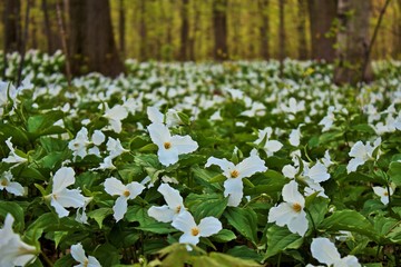 Naklejka premium Wild Spring Trillium. A carpet of white trillium blankets the northern forest floor. Lakeport State Park. Lakeport, Michigan.