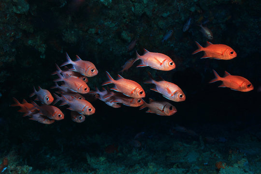 Whiteedged soldierfish (Myripristis murdjan) 