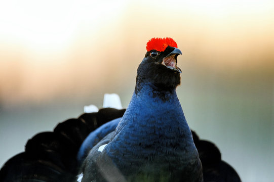 Sunrise Back-light Portrait of male Black Grouse (Tetrao tetrix).Backlight. Birkhuhn, black grouse (Tetrao tetrix), blackgame (Lyrurus tetrix).