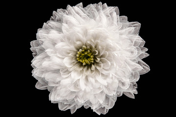 White chrysanthemum on the black background