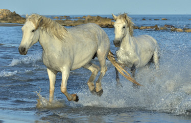 Obraz na płótnie Canvas Herd of White Camargue Horses running on the water .