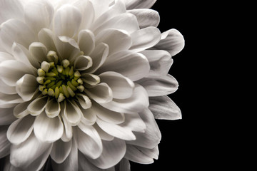 White chrysanthemum at the left of the black background