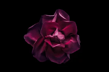Crédence de cuisine en verre imprimé Roses Dark red rose on the black background
