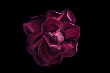Naklejka premium Ciemno czerwona róża z kropli wody na czarnym tle widok z góry