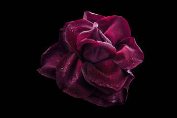 Obraz premium Dark red rose with water drop on the black background