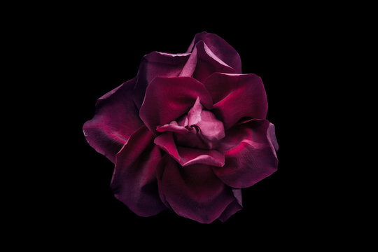 Fototapeta Dark red rose on the black background