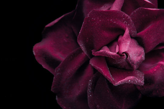 Fototapeta Dark red rose on the black background close-up