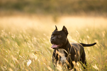 Pit bull
Old black pitbull on field 