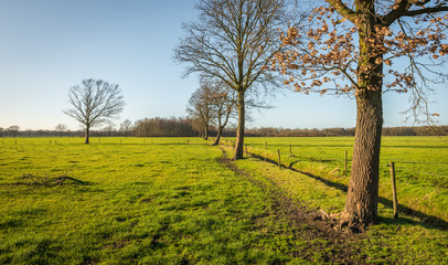 Row of leafless trees on a sunny day in winter