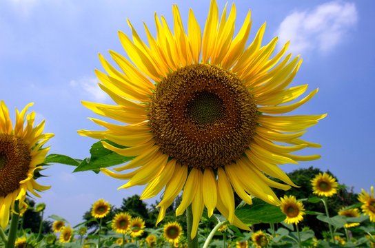 Sunflowers (Himawari)