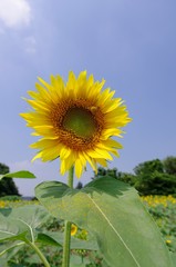 Sunflowers (Himawari)