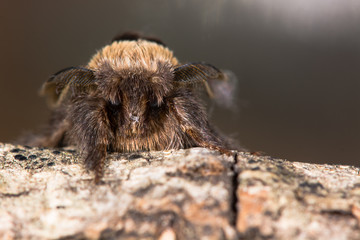 December moth (Poecilocampa populi) head on. A male moth found in winter, in the family Lasiocampidae
