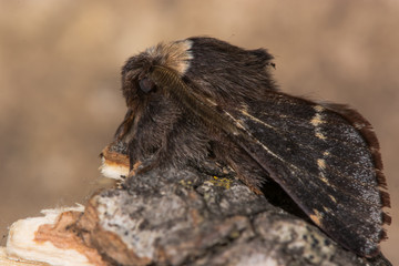 December moth (Poecilocampa populi) profile. A male moth found in winter, in the family Lasiocampidae
