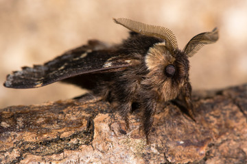 December moth (Poecilocampa populi) ready for take off. A male moth found in winter, in the family Lasiocampidae, moments before launch
