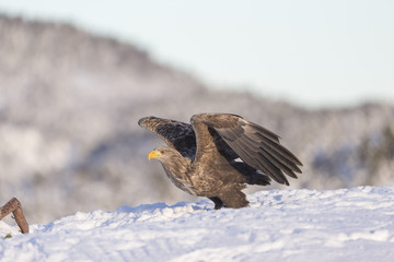 White-tailed eagle.