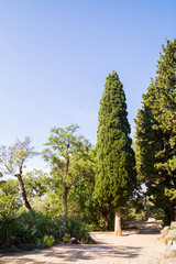 The Nikitsky Botanical garden in Yalta