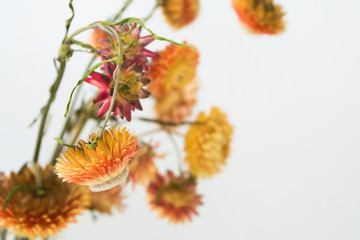 Beautiful dry immortelles on white background