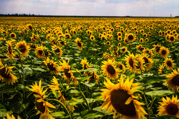 Obraz premium Sunflowers in the field