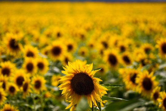 Sunflowers in the field