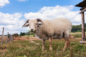  the goat on the summer meadow