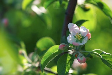 Blossom apple tree over nature background