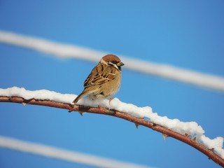 Sparrow (Passer montanus)