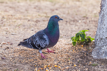 pigeon in the garden