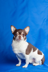 Chihuahua dog on a blue background of cloth