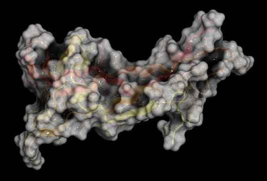 Brain-derived neurotrophic factor (BDNF) protein molecule.