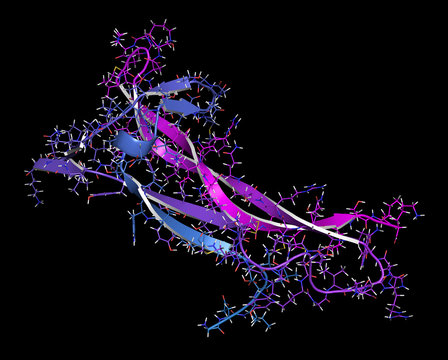 Brain-derived neurotrophic factor (BDNF) protein molecule.