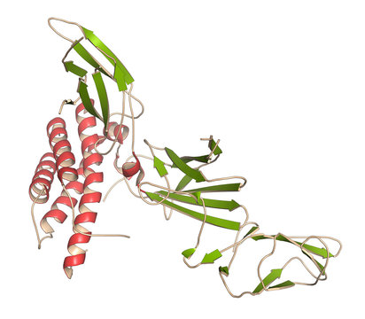 Interleukin 23 (IL-23) protein molecule. Target of ustekinumab.