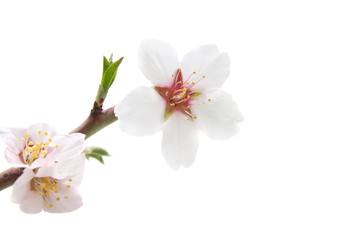 Fototapeta na wymiar Branch with almond white flowers
