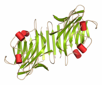 Pea lectin protein. Carbohydrate binding protein.
