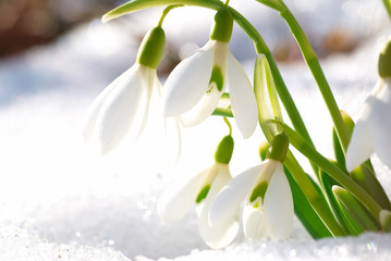 Spring snowdrop flowers