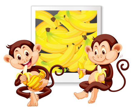 Two monkeys eating bananas