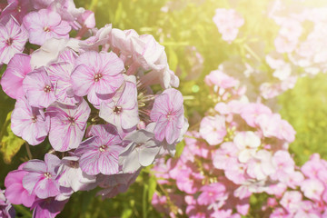 Blossom lilac flower over nature background in sunlight.