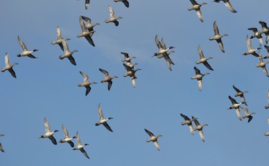 オナガガモの飛翔