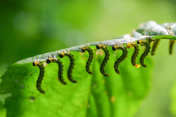 гусеницы объедают лист ольхи