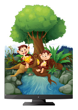Two monkeys eating banana by the river