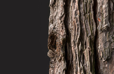 Fototapeta premium Teil einer Baumrinde mit schwarzem Hintergrund